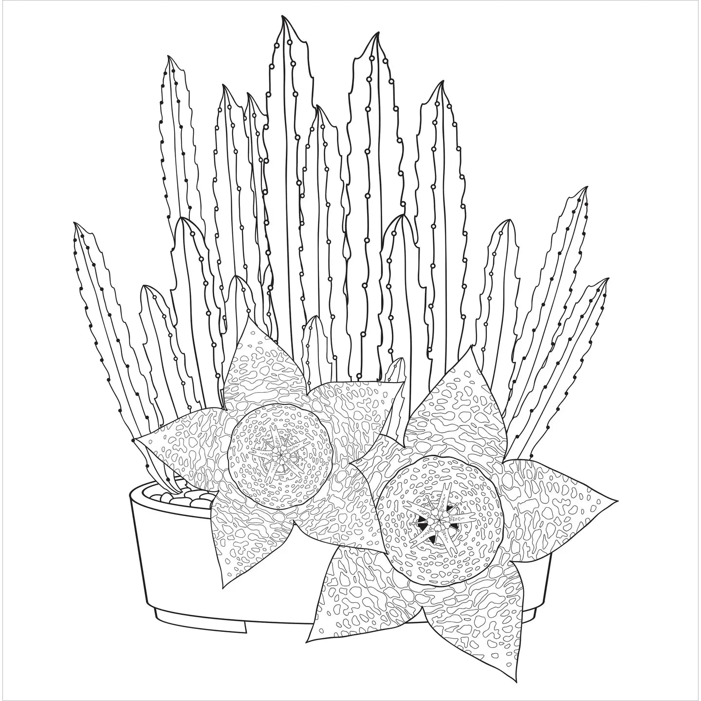Succulents Artists Coloring Book