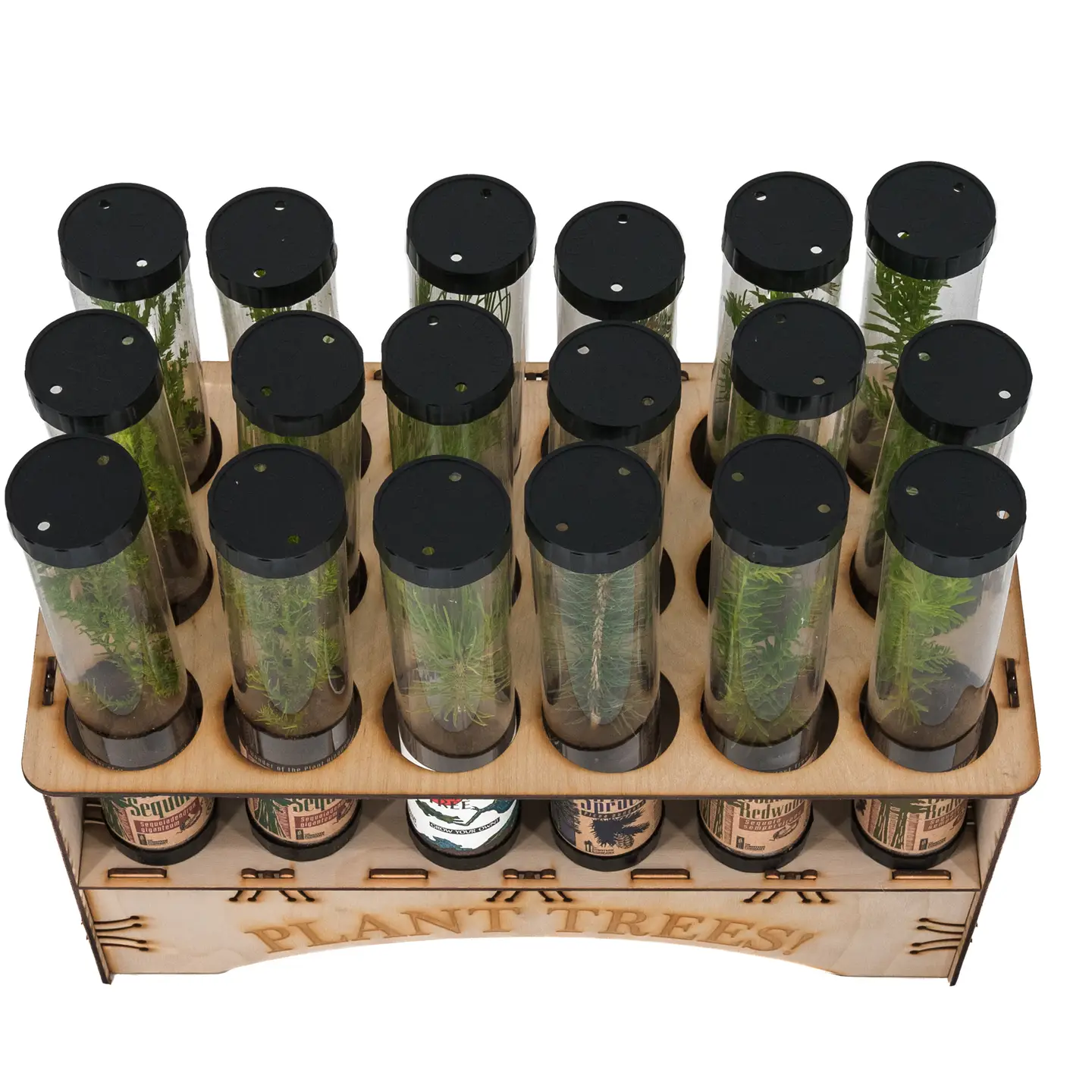 Live Evergreen Live Tree Kit