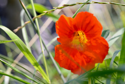 Nasturtium | Flower Seed Grow Kit