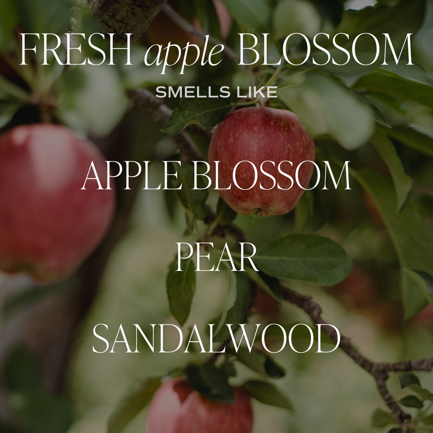 Sweet Water Decor - Fresh Apple Blossom 11 oz Soy Candle