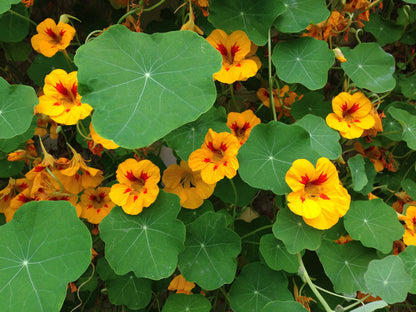 Nasturtium | Flower Seed Grow Kit
