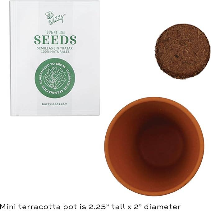 Mini Holiday Spruce Trees | Grow Kit Set | Party Favors