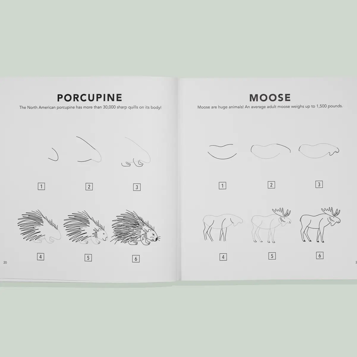 How to Draw Woodland Creatures