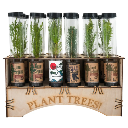 Live Evergreen Live Tree Kit